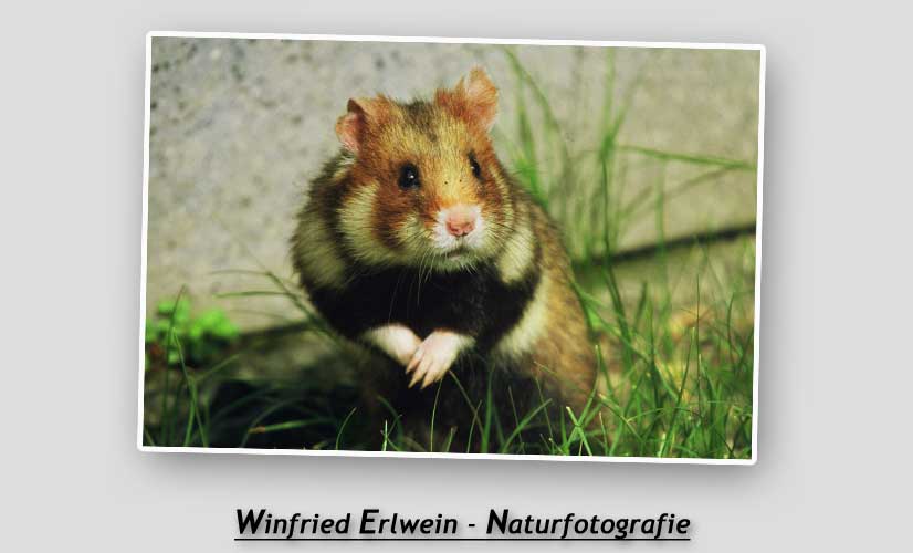 Winfried Erlwein Naturfotografie, Bilder und Fotos.